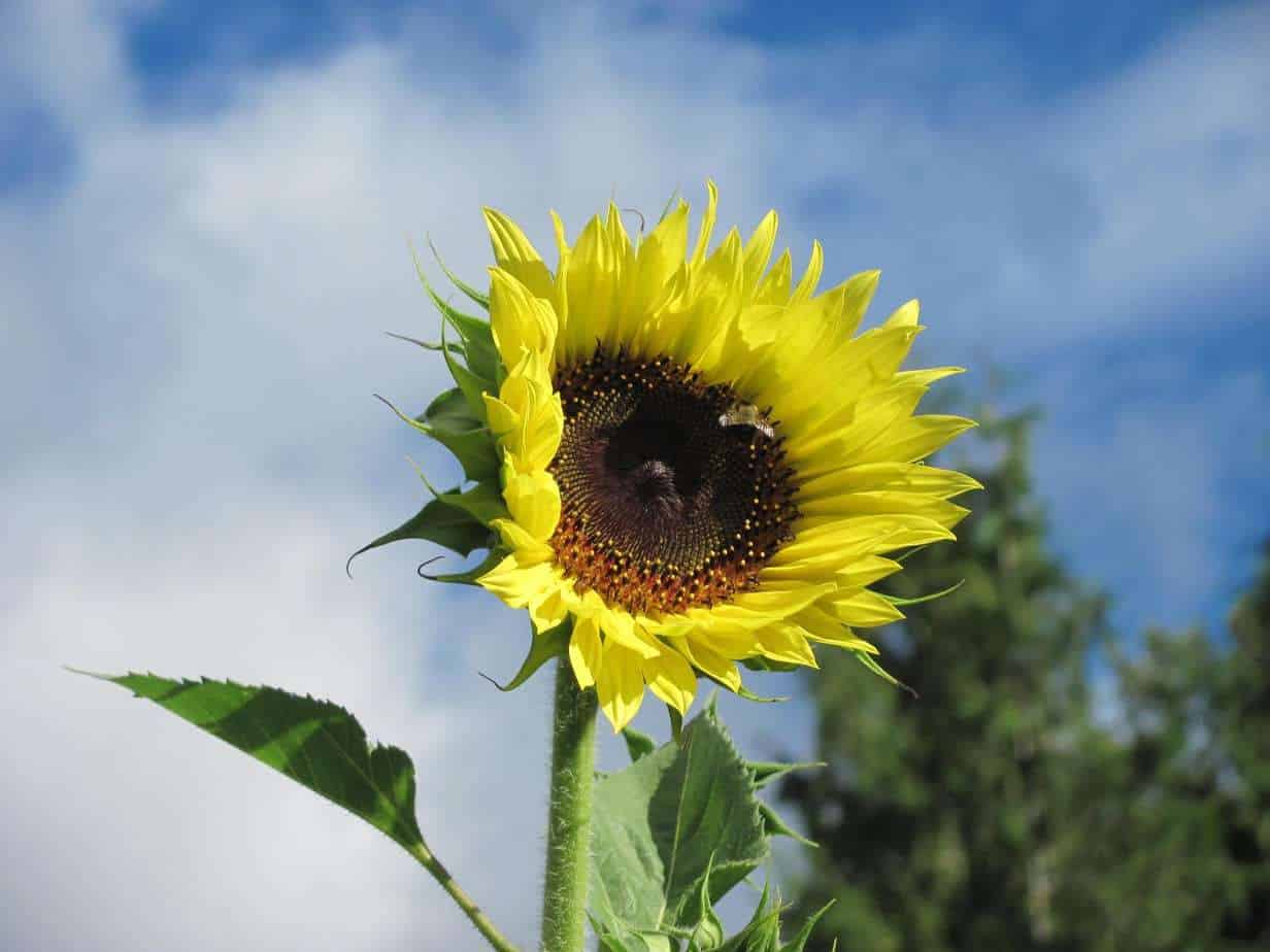 Bee Loves Sunflower