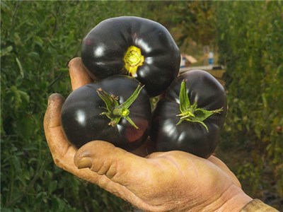 Back Beauty Tomatoes