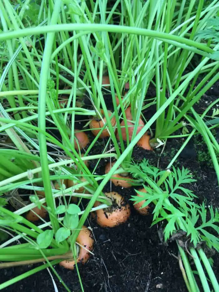 How to successfully grow carrots