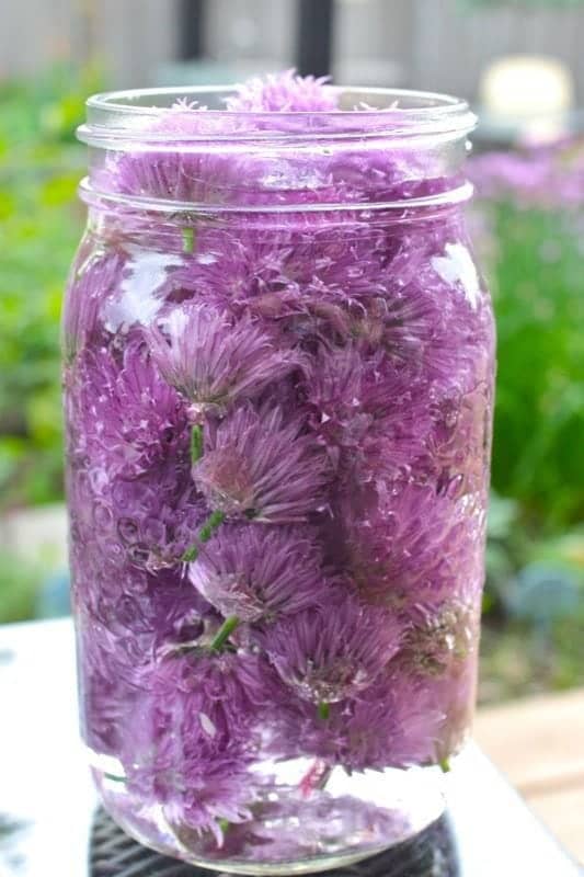 Chive Blossom Vinegar