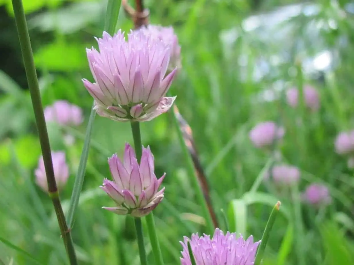 Chives make a pretty flowering herb