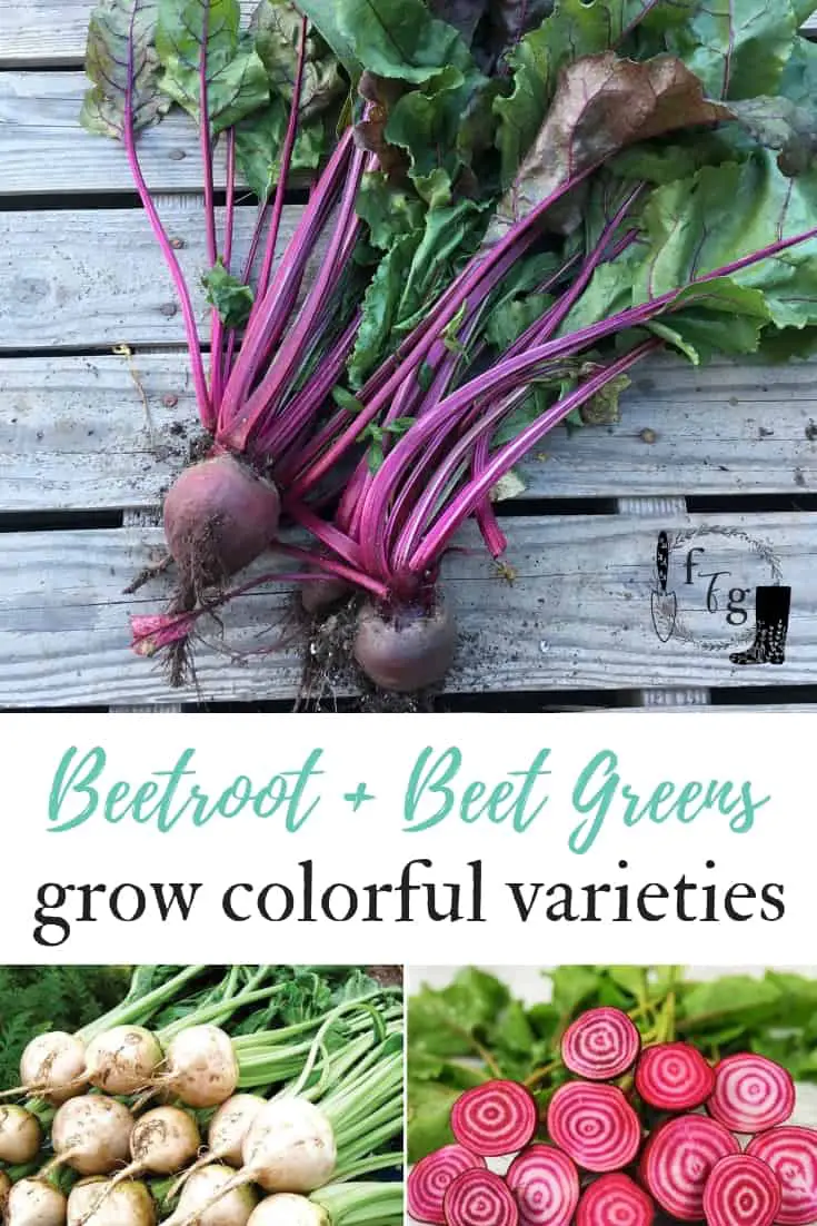 Beetroot + Beet Greens: Grow colorful varieties