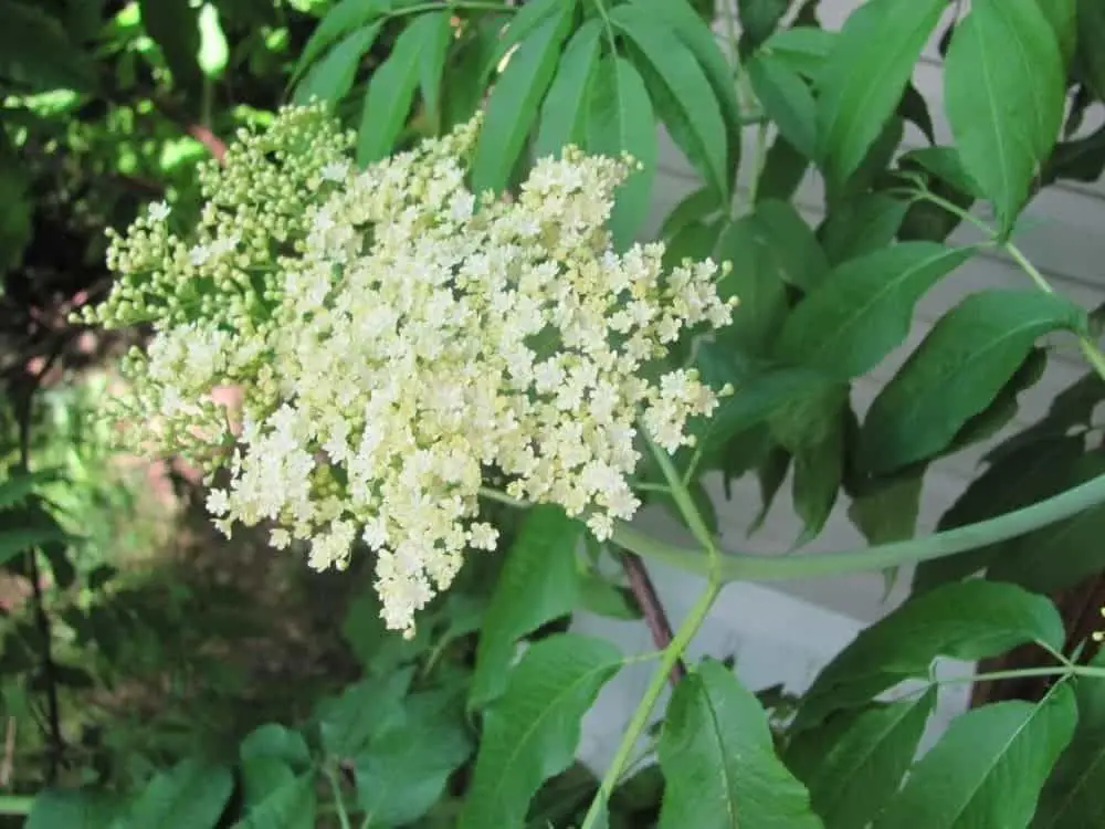 Elderflowers In The Garden