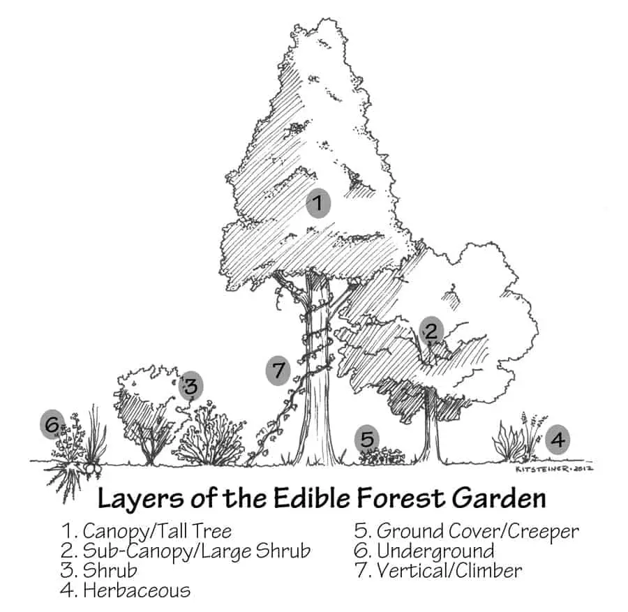 Layers Of The Edible Forest Garden