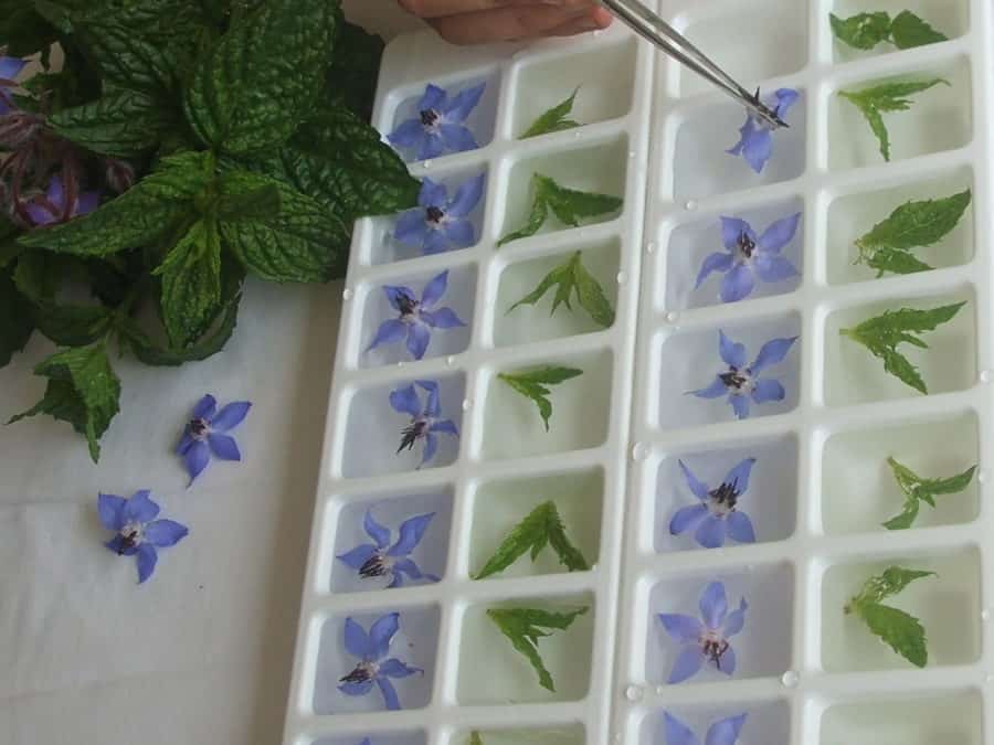 Frozen Borage Into Ice Cubes