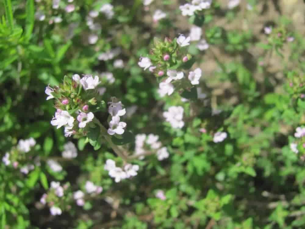 Flowering herbs for the permaculture garden