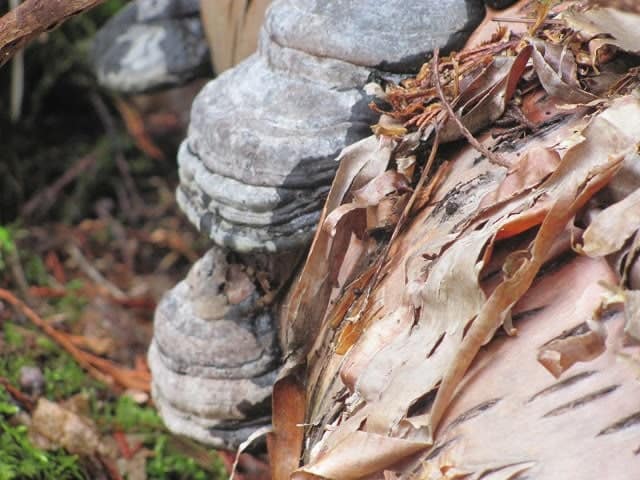 Fungi On Log