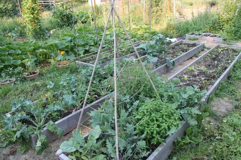 Home Vegetable Gardening