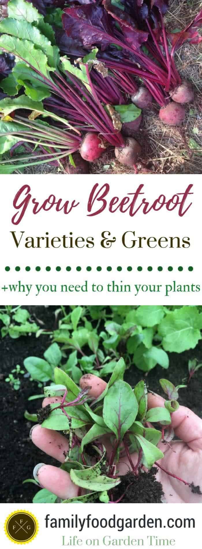 Learn how to grow beetroot + beet varieties