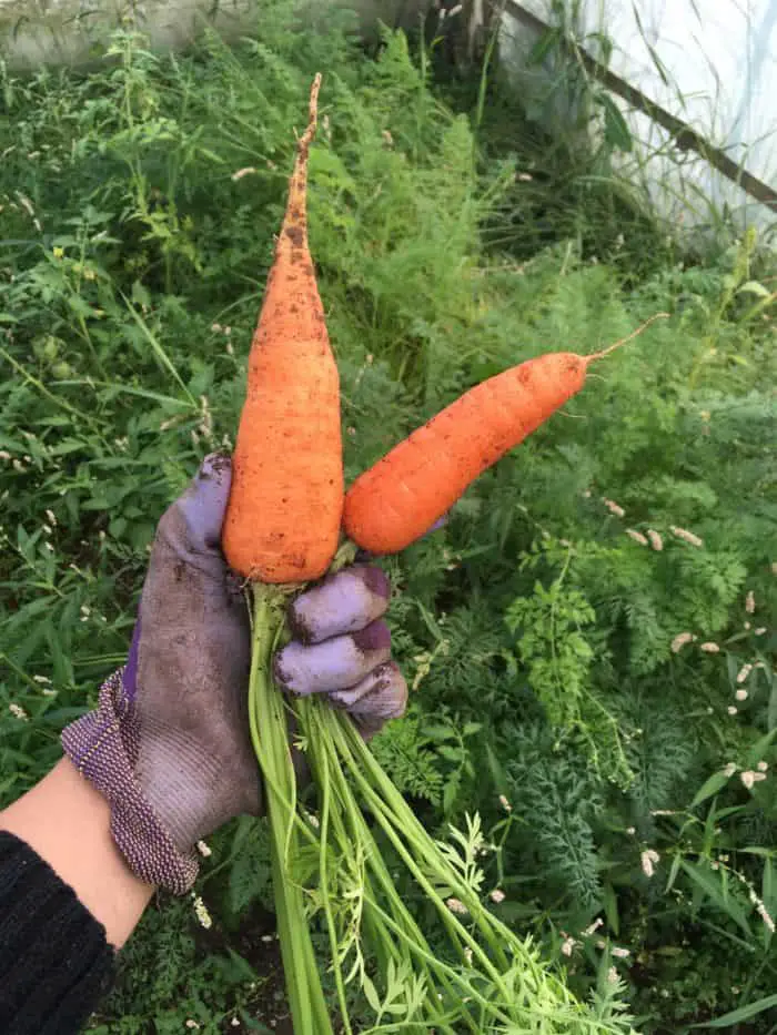 Tips for growing fantastic carrots