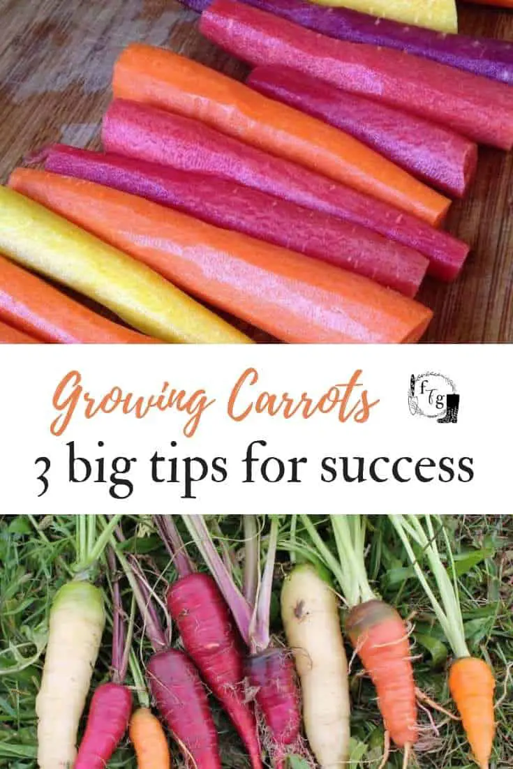 Growing Carrots: 3 big tips for success