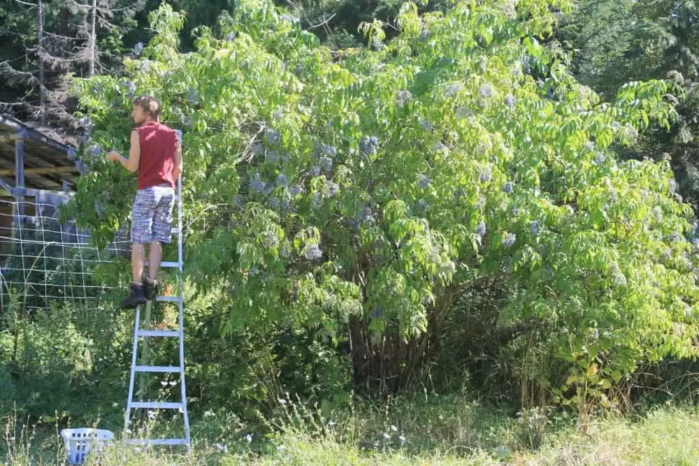 Harvesting Elderberries