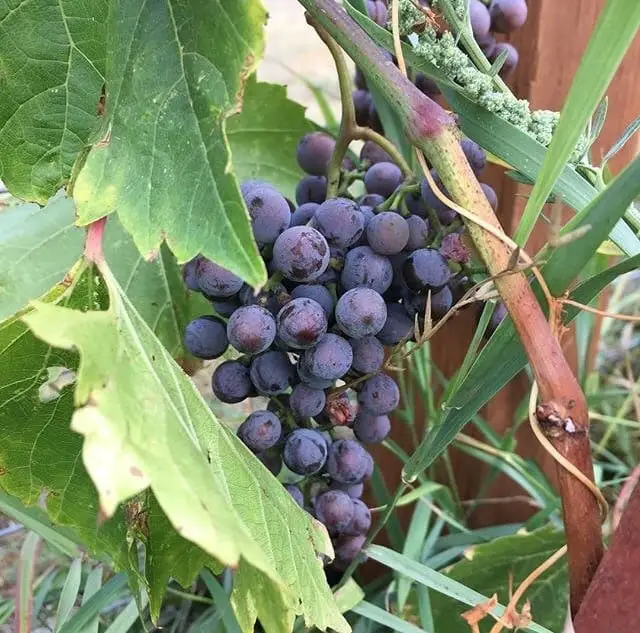 Growing grapes in the backyard