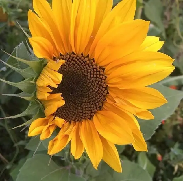 I love seeing sunflowers open & unfold