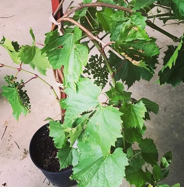 Grapes - Climbing Plant