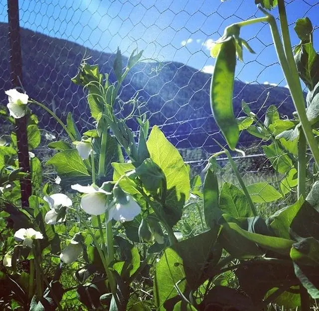 Build your garden trellis based on how the plants climb