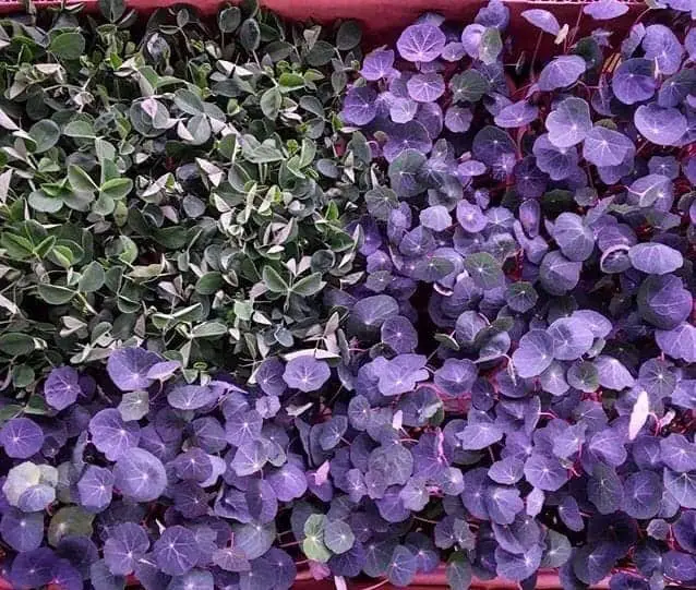 Nasturtium Microgreens