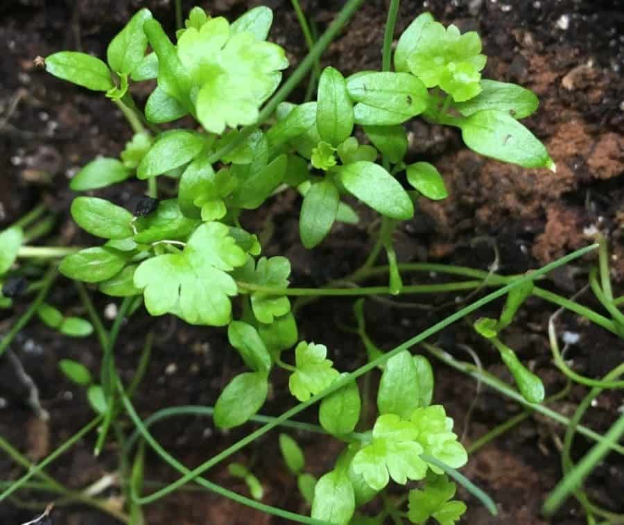 Micro Celery