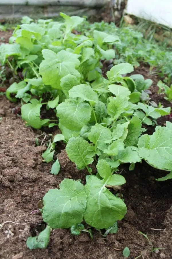 Turnip greens