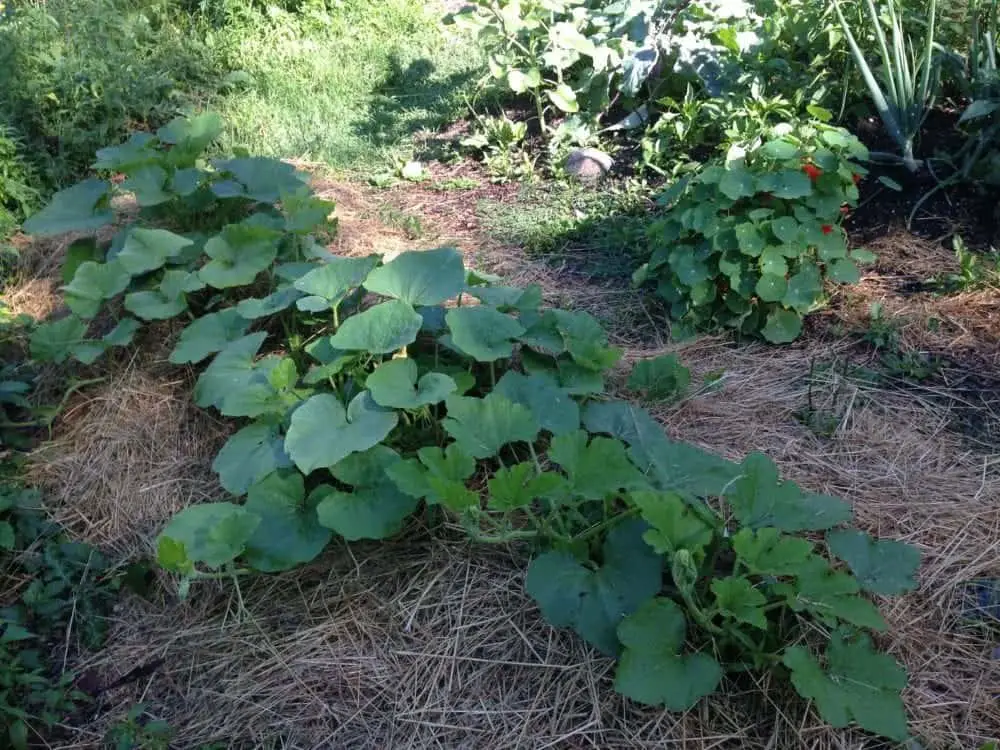 Mulch your garden