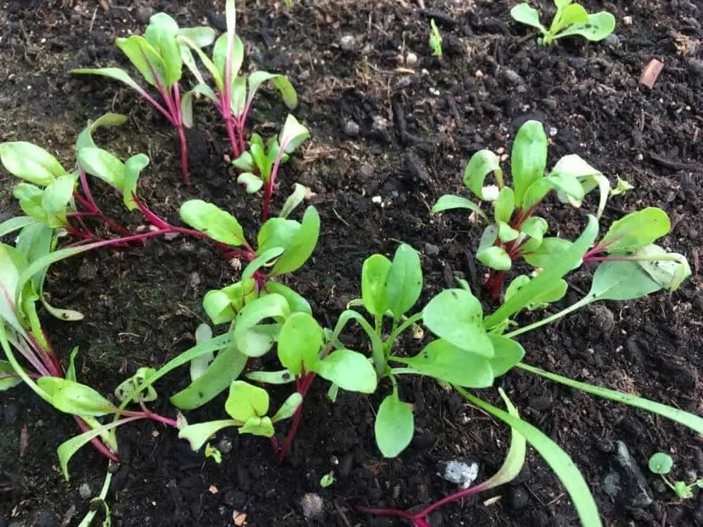 Growing Beetroot + Beet Greens Family Food Garden