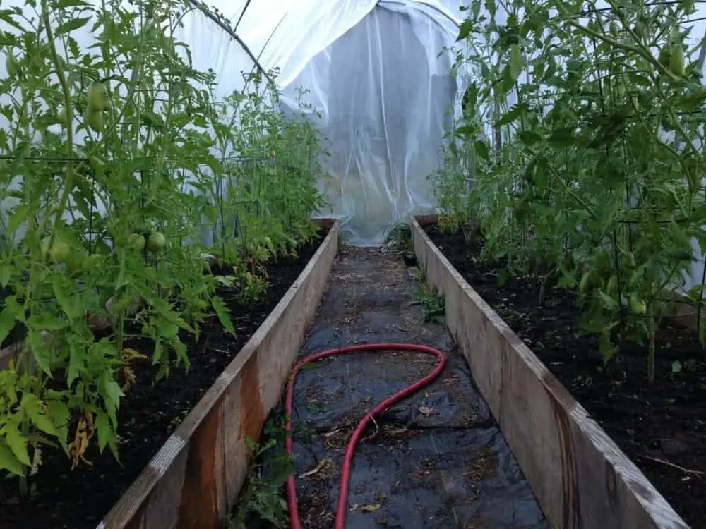 Beautiful raised vegetable garden with polytunnel