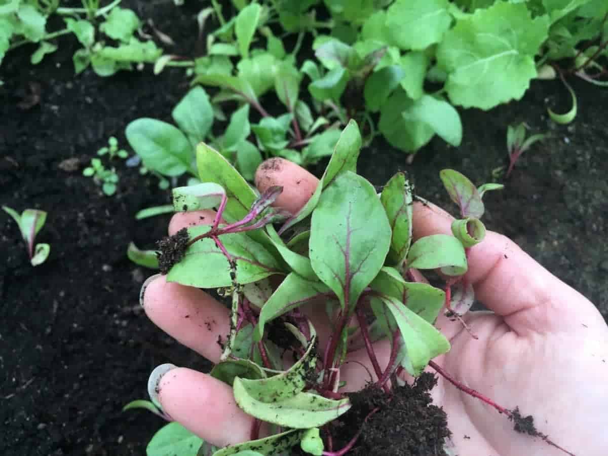 Thin out beet seedlings so they have the space to grow