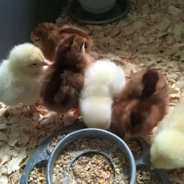 Adorable Baby Chicks On Wood Shavings