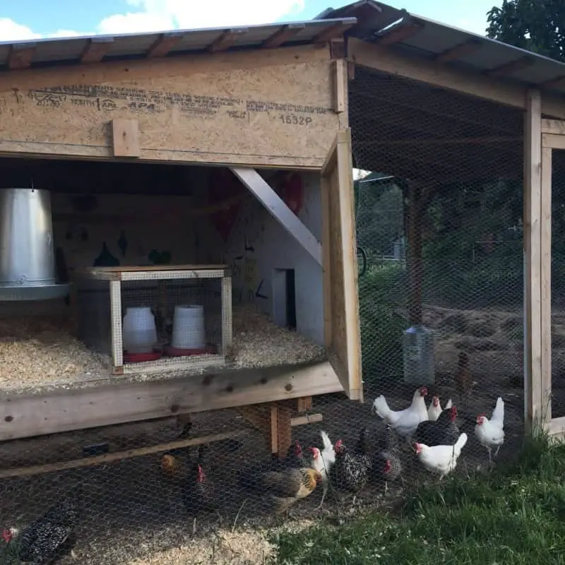 Outdoor chicken brooder to mix the new and old flock