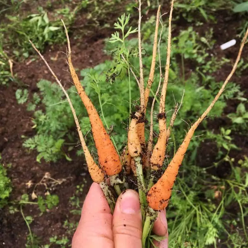 You have to thin out carrots for success, otherwise they don't have the space to grow