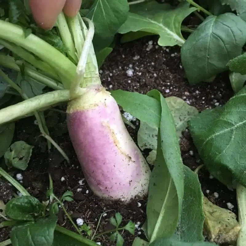 Spacing turnips closer together for turnip greens