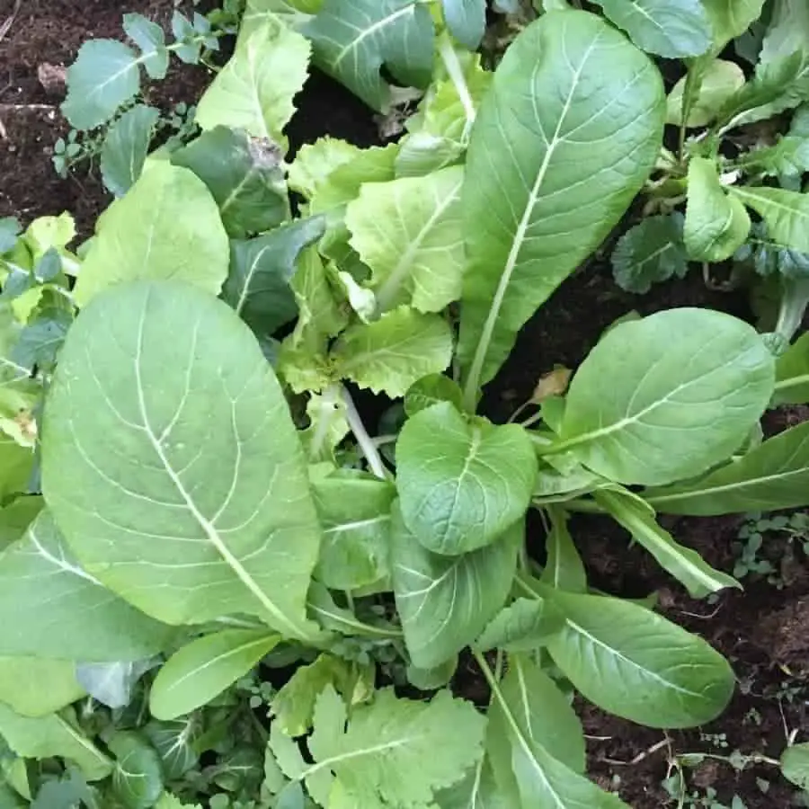 Mustard greens are great for the colder months