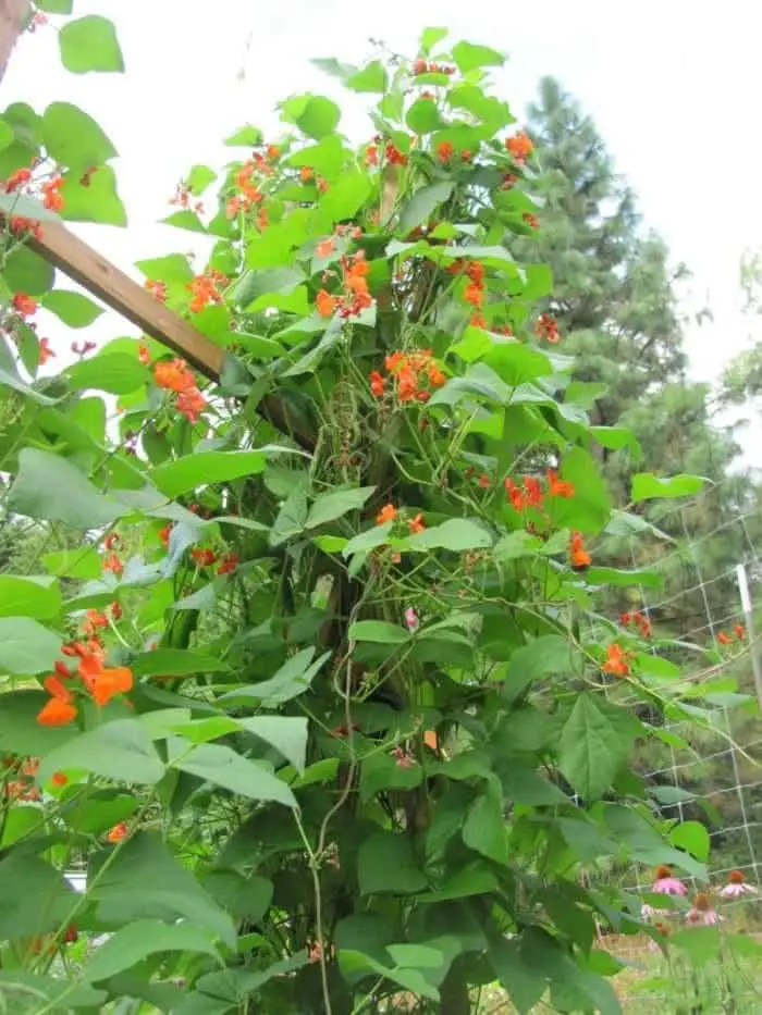 Scarlet runner beans