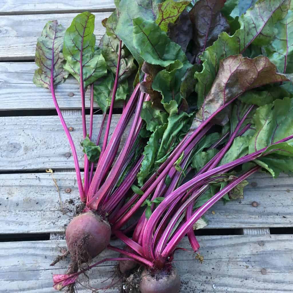 Top 34+ Wallpapers what do beets look like when they sprout Stunning