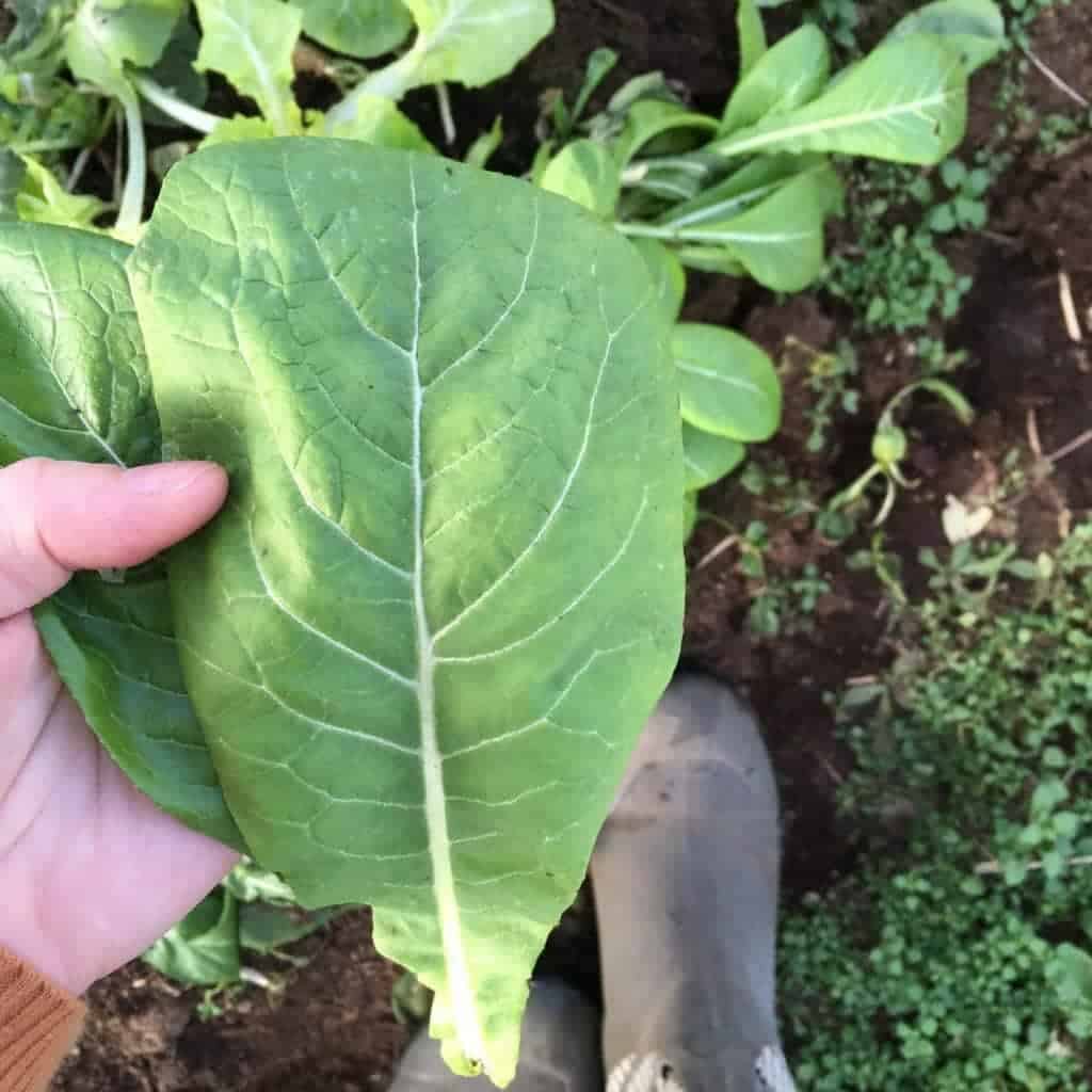 Mustard Spinach Mustard Spinach