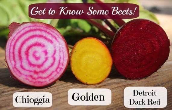 Learn how to grow beetroot + beet varieties