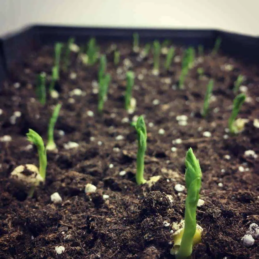 pea seedlings pea seedlings