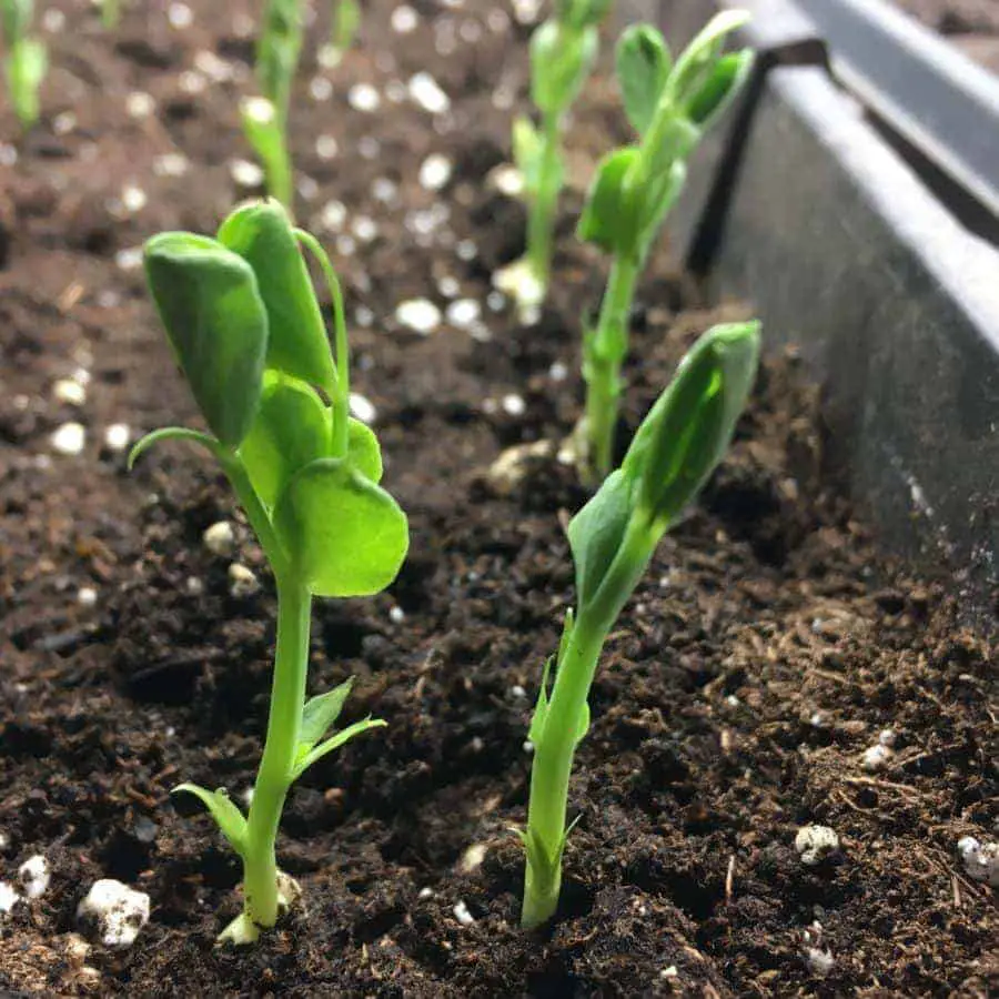 Growing Pea Shoots + Pea Plants for Transplanting Family