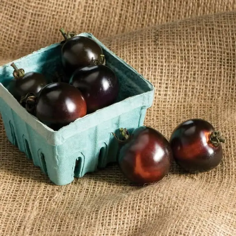 Indigo Rose Black Tomatoes