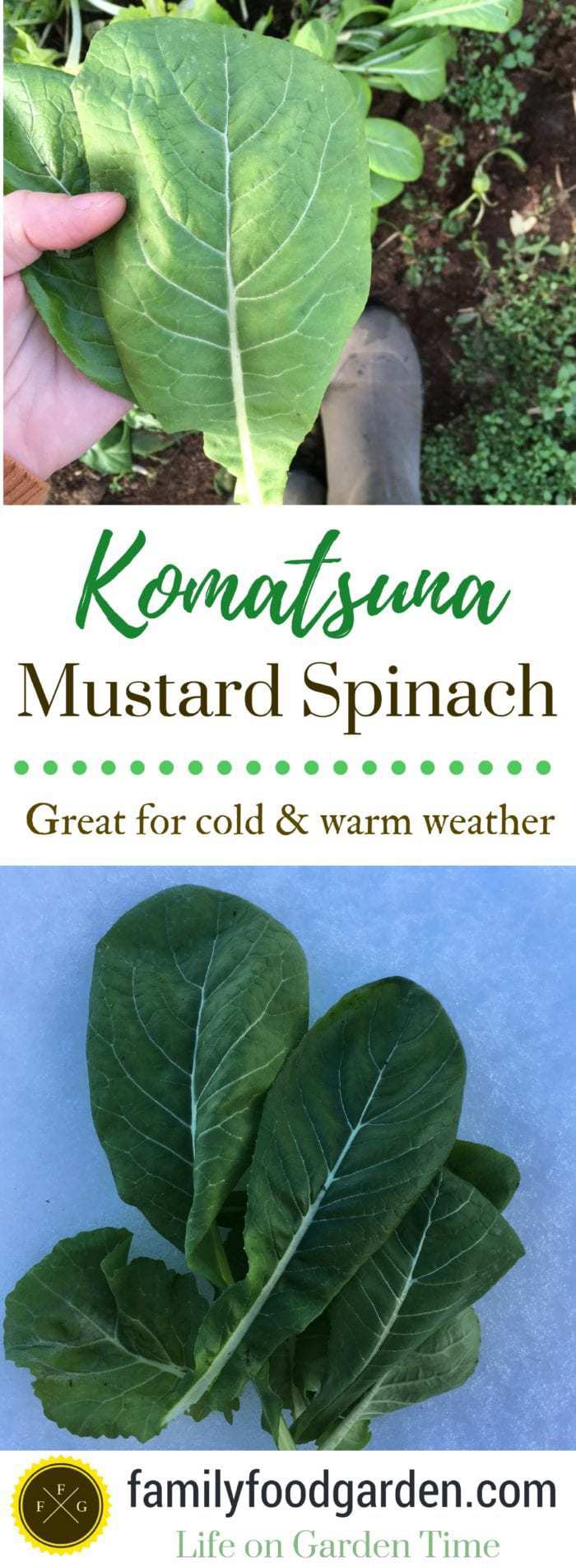 Komatsuna mustard greens is a fantastic green to grow in your garden