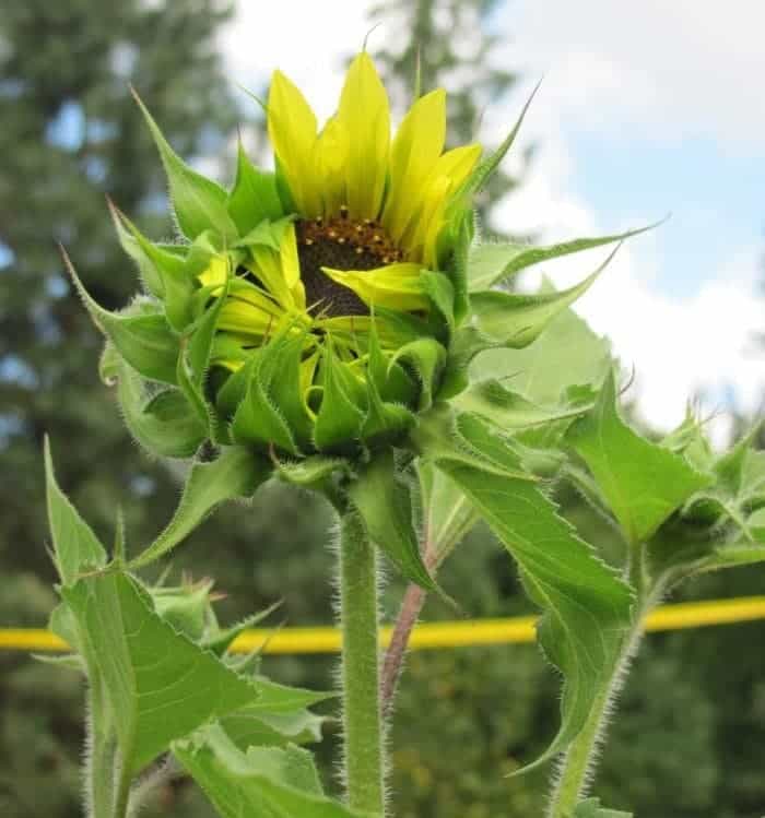 Opening Sunflower