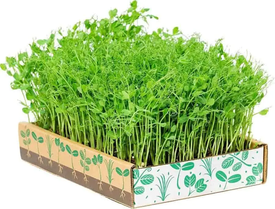 Pea Shoot Kit