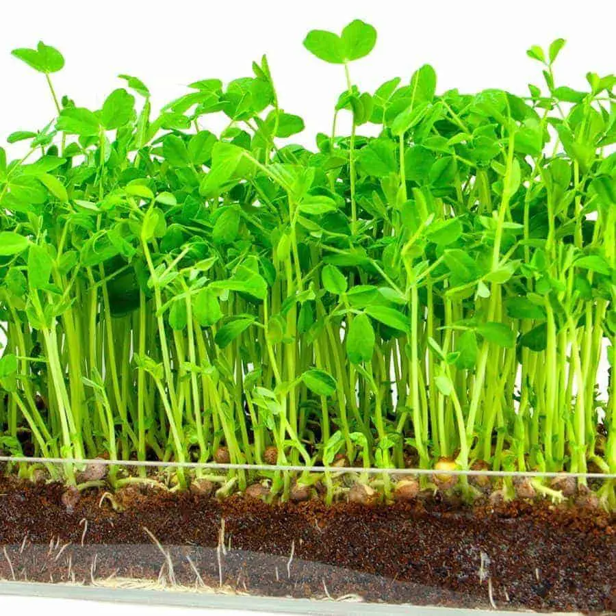 Growing Pea Shoots Indoors Pea Seedlings Family Food Garden growing-pea-shoots-indoors-pea-seedlings-family-food-garden