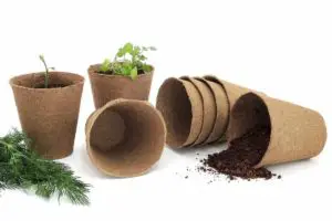 Peat pots for seed starting