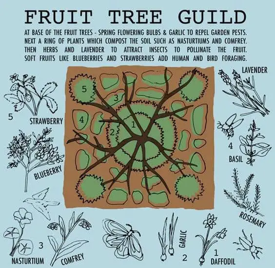 Fruit Tree Guild