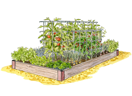 Salsa garden bed design