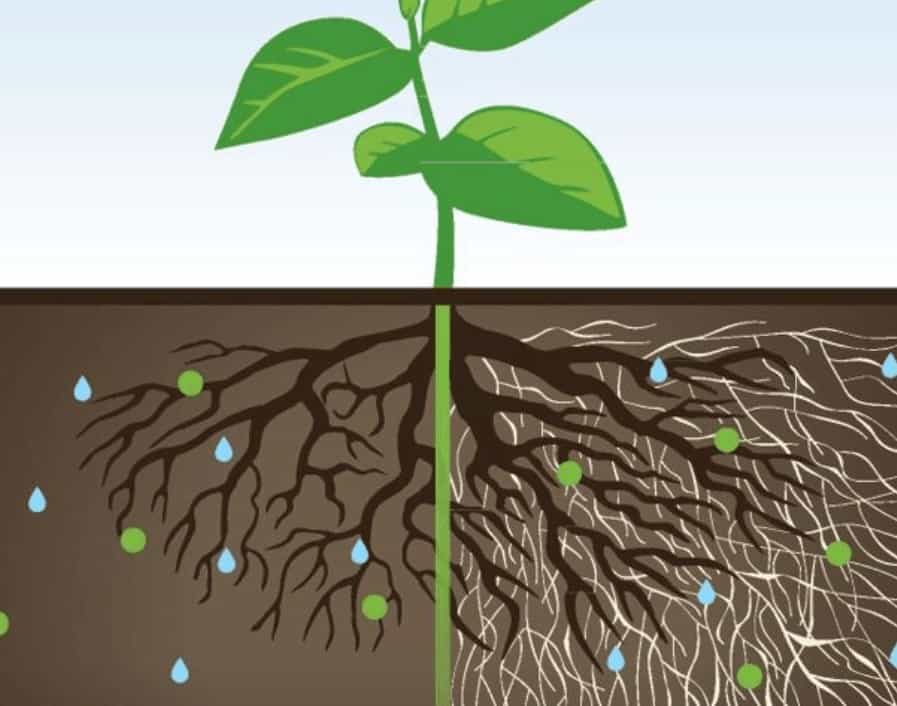 Mycorrhizae