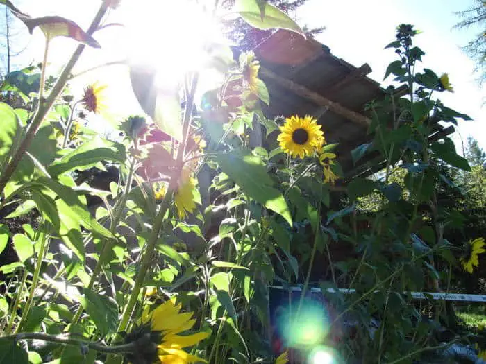 Sunflower plants under the ray of sun