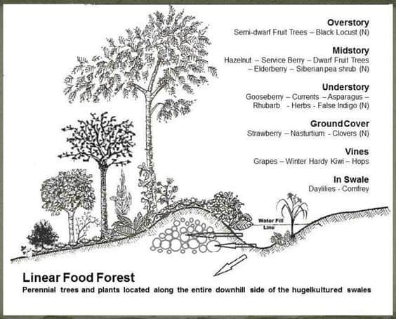 Linear Food Forest