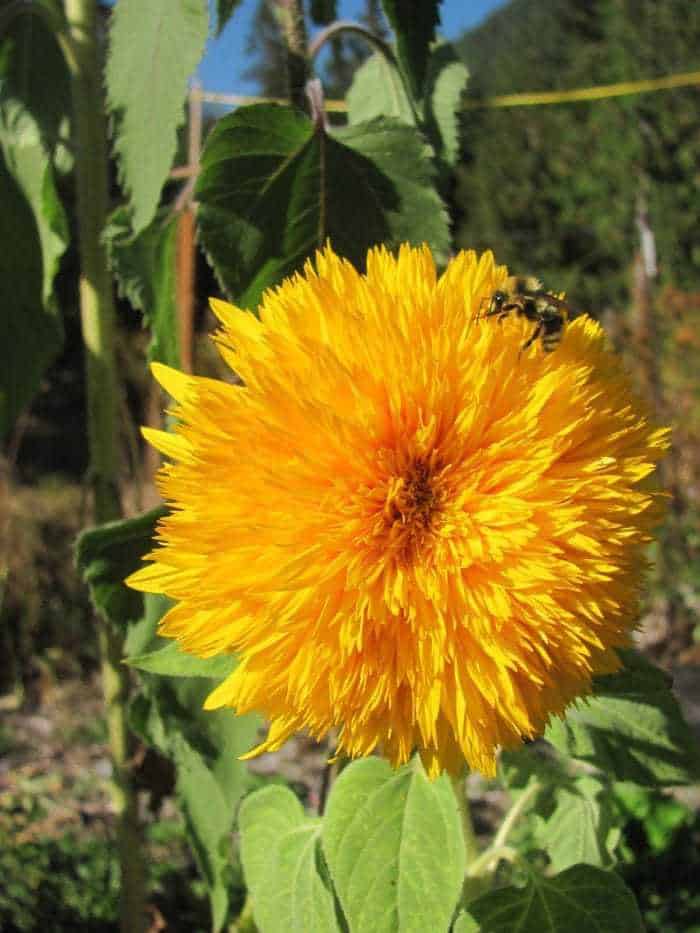 Fuzzy teddy sunflowers are super fun to grow